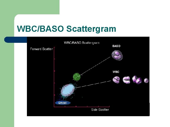 WBC/BASO Scattergram 