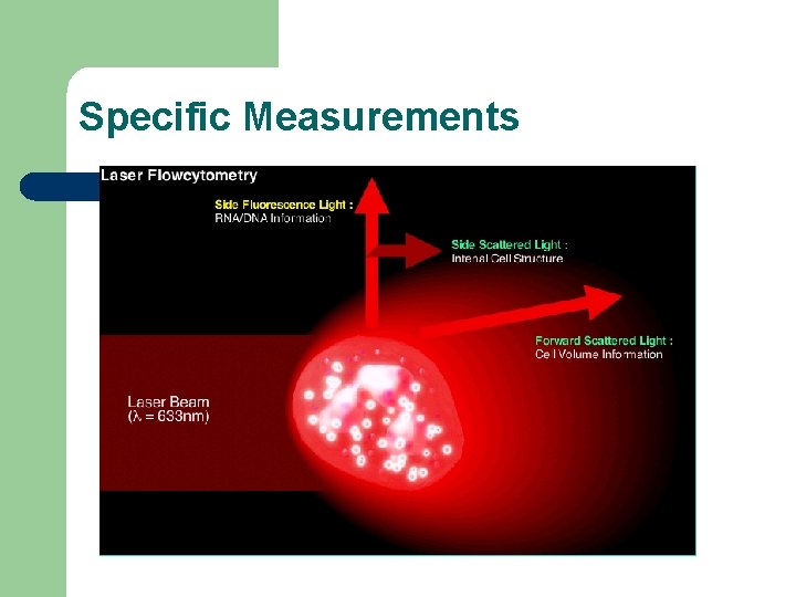 Specific Measurements 