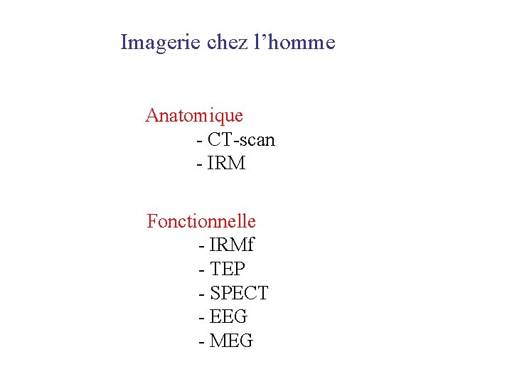 Imagerie chez l’homme Anatomique - CT-scan - IRM Fonctionnelle - IRMf - TEP -