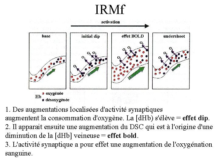 IRMf 1. Des augmentations localisées d'activité synaptiques augmentent la consommation d'oxygène. La [d. Hb)