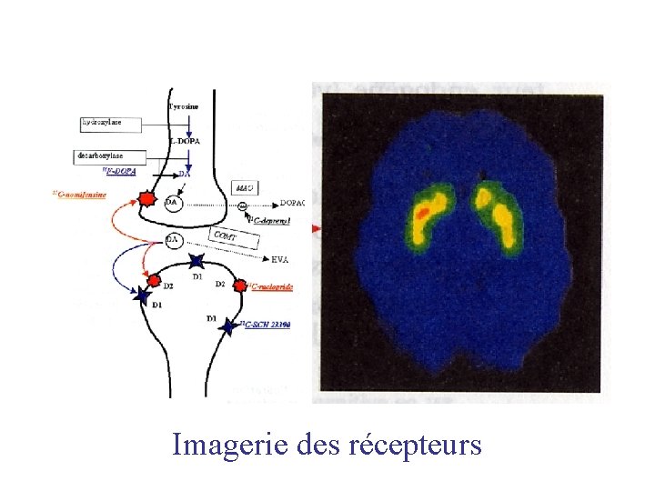 Imagerie des récepteurs 