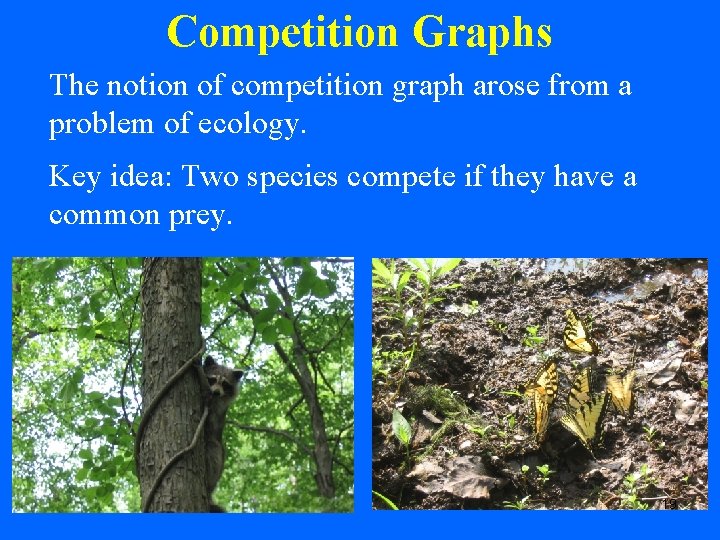 Competition Graphs The notion of competition graph arose from a problem of ecology. Key