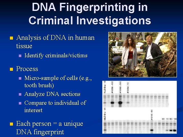 DNA Fingerprinting in Criminal Investigations n Analysis of DNA in human tissue n n