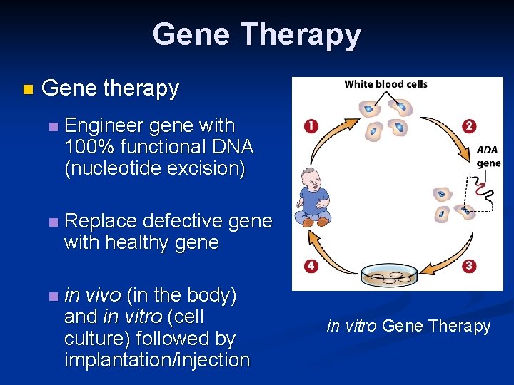 Gene Therapy n Gene therapy n Engineer gene with 100% functional DNA (nucleotide excision)