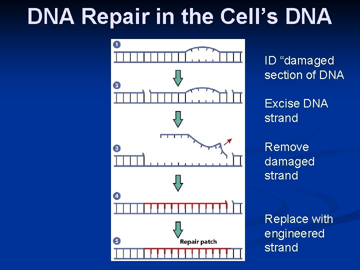DNA Repair in the Cell’s DNA ID “damaged section of DNA Excise DNA strand