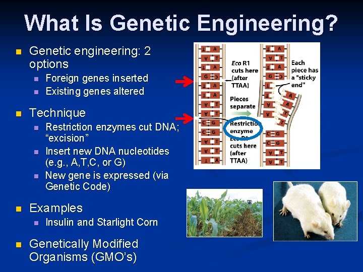 What Is Genetic Engineering? n Genetic engineering: 2 options n n n Technique n