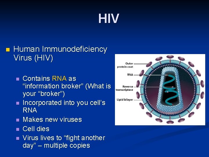 HIV n Human Immunodeficiency Virus (HIV) n n n Contains RNA as “information broker”