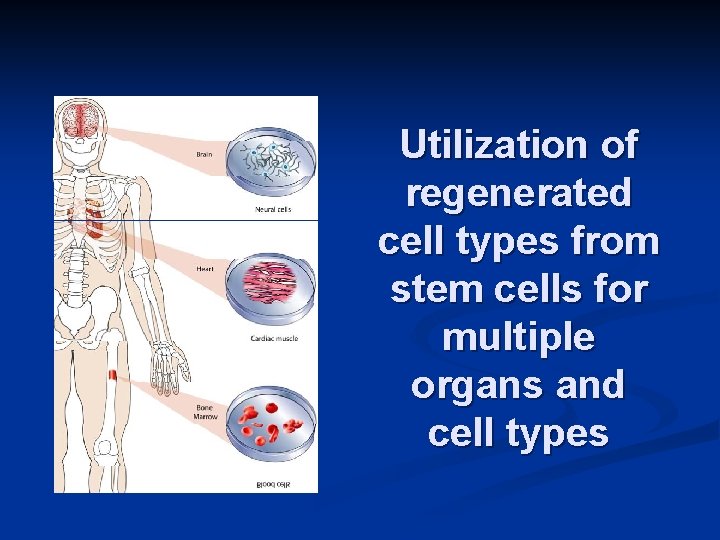 Utilization of regenerated cell types from stem cells for multiple organs and cell types