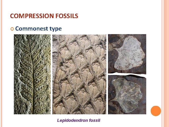 COMPRESSION FOSSILS Commonest type Lepidodendron fossil 