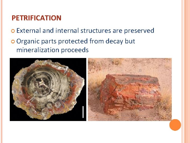 PETRIFICATION External and internal structures are preserved Organic parts protected from decay but mineralization