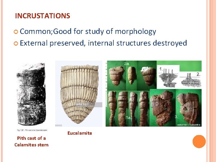 INCRUSTATIONS Common; Good for study of morphology External preserved, internal structures destroyed Pith cast