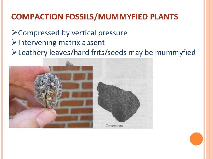 COMPACTION FOSSILS/MUMMYFIED PLANTS ØCompressed by vertical pressure ØIntervening matrix absent ØLeathery leaves/hard frits/seeds may