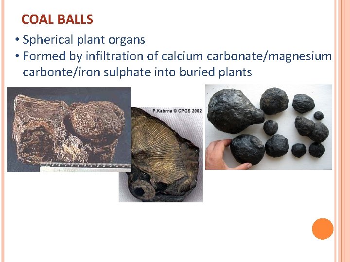 COAL BALLS • Spherical plant organs • Formed by infiltration of calcium carbonate/magnesium carbonte/iron