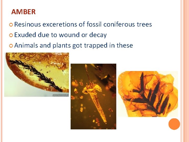 AMBER Resinous exceretions of fossil coniferous trees Exuded due to wound or decay Animals