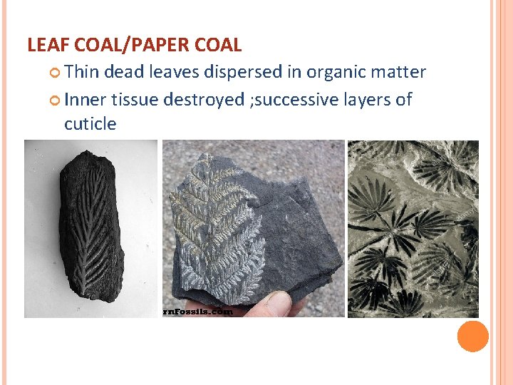 LEAF COAL/PAPER COAL Thin dead leaves dispersed in organic matter Inner tissue destroyed ;