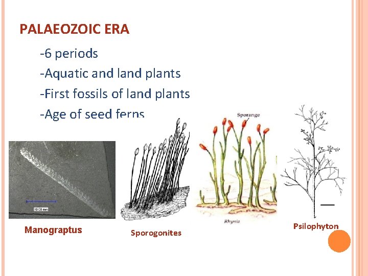 PALAEOZOIC ERA -6 periods -Aquatic and land plants -First fossils of land plants -Age