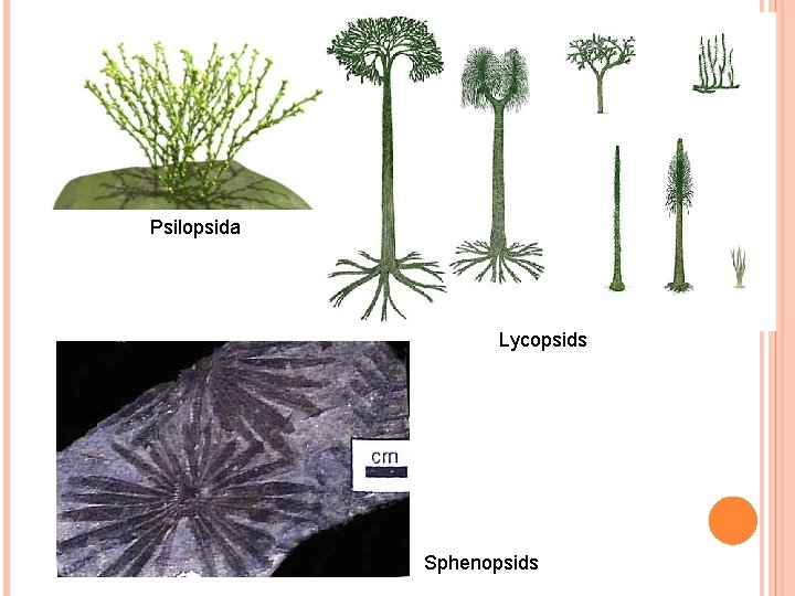 Psilopsida Lycopsids Sphenopsids 