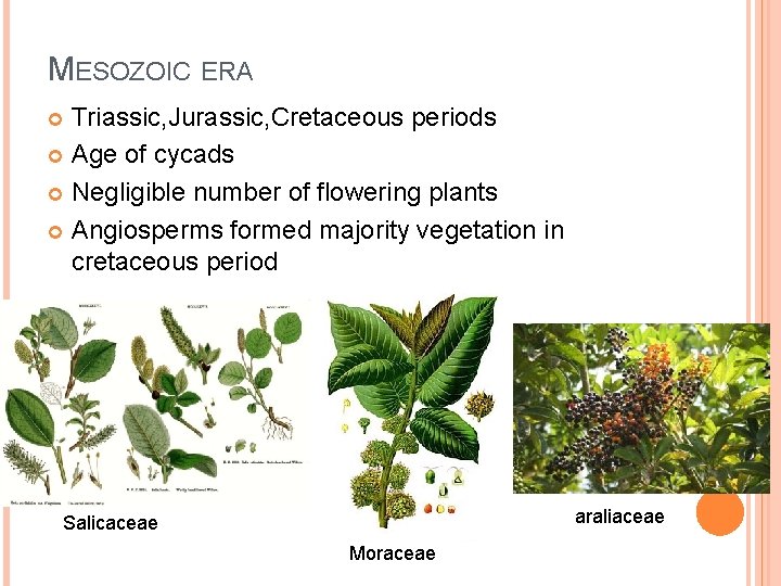 MESOZOIC ERA Triassic, Jurassic, Cretaceous periods Age of cycads Negligible number of flowering plants