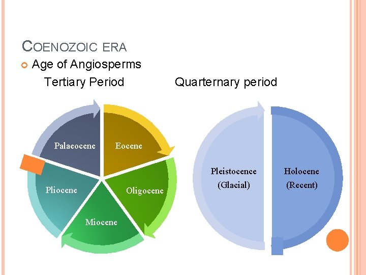 COENOZOIC ERA Age of Angiosperms Tertiary Period Palaeocene Quarternary period Eocene Pliocene Oligocene Miocene