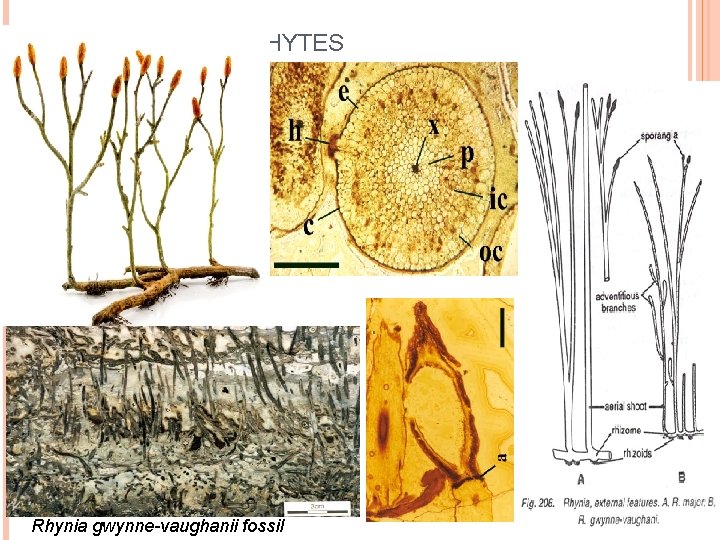 FOSSIL PTERIDOPHYTES Rhynia gwynne-vaughanii fossil 