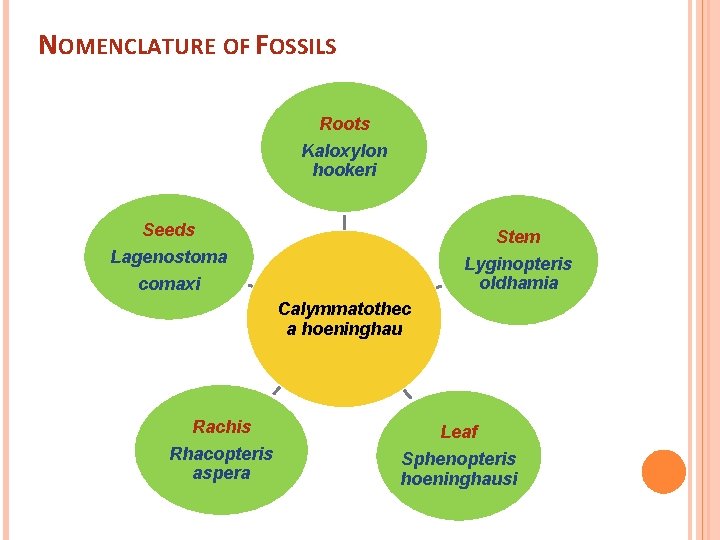 NOMENCLATURE OF FOSSILS Roots Kaloxylon hookeri Seeds Stem Lagenostoma comaxi Lyginopteris oldhamia Calymmatothec a