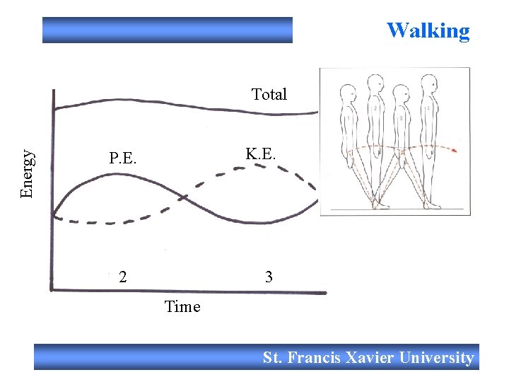 Walking Energy Total K. E. P. E. 2 3 Time St. Francis Xavier University