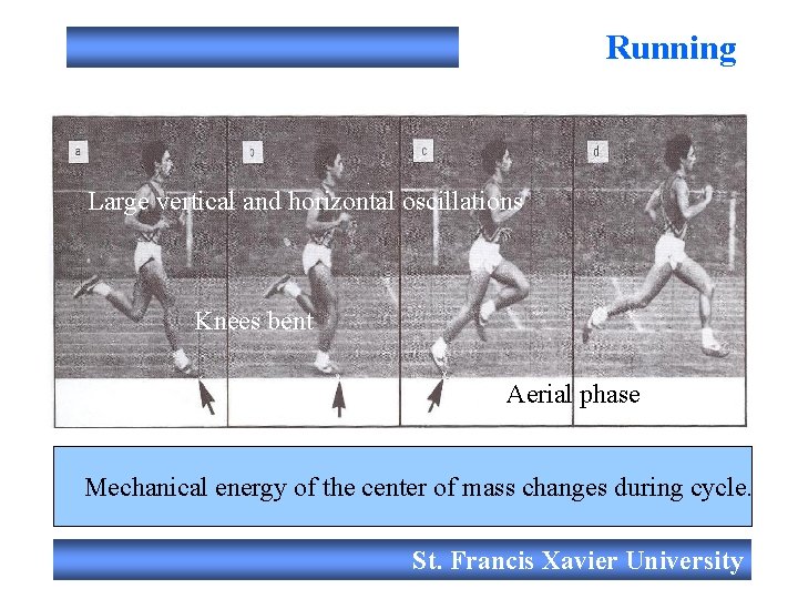 Running Filmed live Large vertical and horizontal oscillations Knees bent Aerial phase Mechanical energy