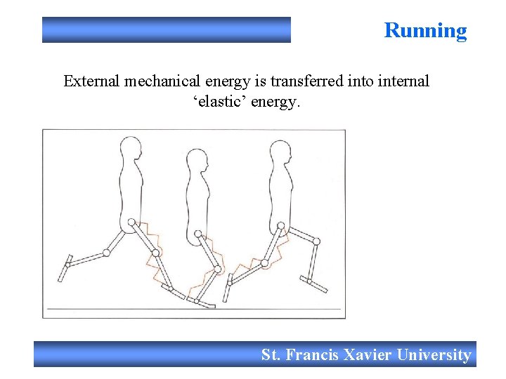 Running External mechanical energy is transferred into internal ‘elastic’ energy. St. Francis Xavier University