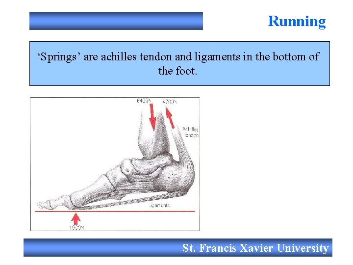 Running ‘Springs’ are achilles tendon and ligaments in the bottom of the foot. St.