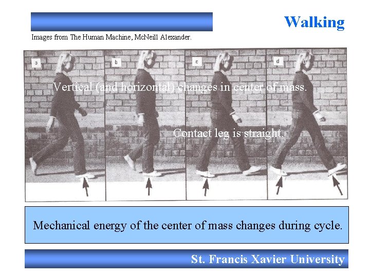 Walking Images from The Human Machine, Mc. Neill Alexander. Filmed live Vertical (and horizontal)