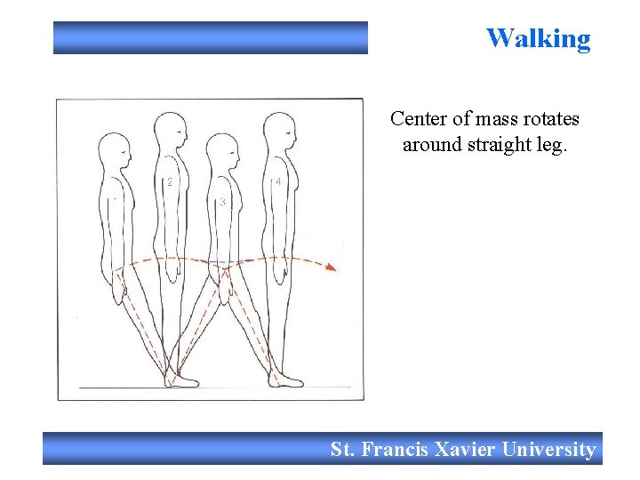 Walking Filmed live Center of mass rotates around straight leg. St. Francis Xavier University