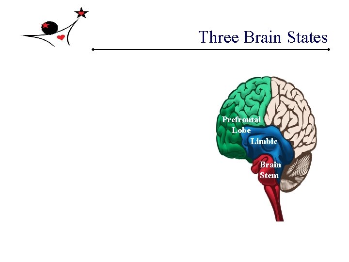 Three Brain States Prefrontal Lobe Limbic Brain Stem  Three Brain States Prefrontal Lobe Limbic Brain Stem