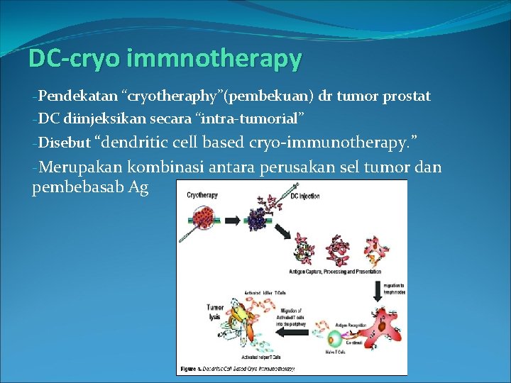 DC-cryo immnotherapy -Pendekatan “cryotheraphy”(pembekuan) dr tumor prostat -DC diinjeksikan secara “intra-tumorial” -Disebut “dendritic cell