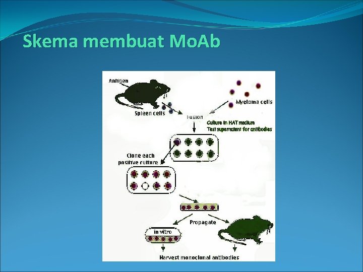 Skema membuat Mo. Ab 