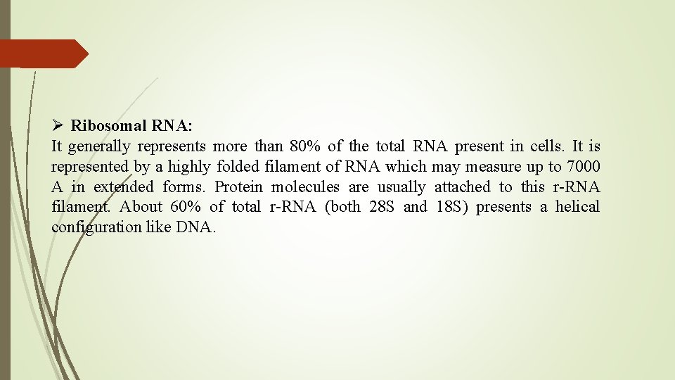 Ø Ribosomal RNA: It generally represents more than 80% of the total RNA present