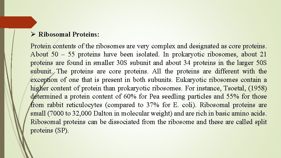 Ø Ribosomal Proteins: Protein contents of the ribosomes are very complex and designated as