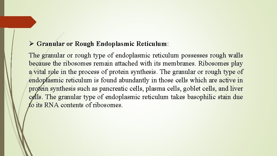 Ø Granular or Rough Endoplasmic Reticulum: The granular or rough type of endoplasmic reticulum