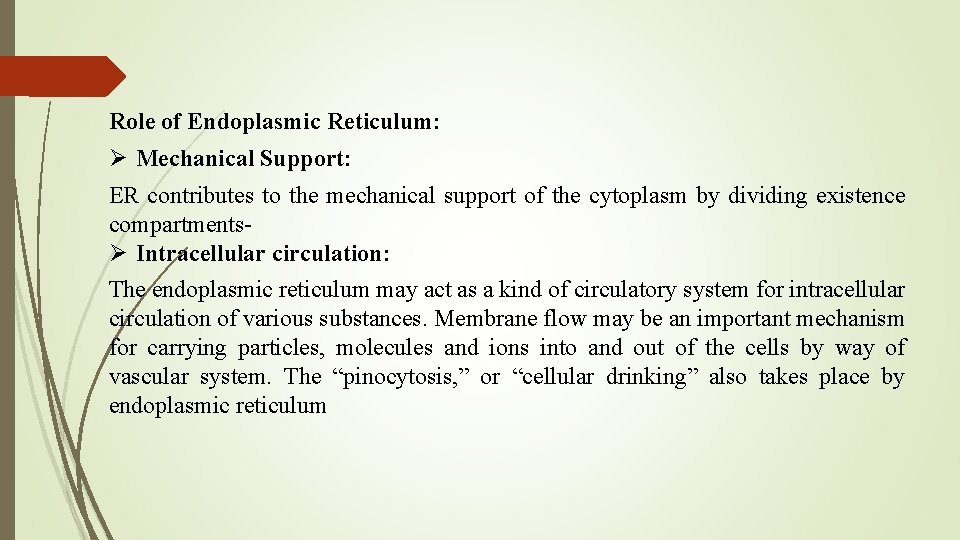 Role of Endoplasmic Reticulum: Ø Mechanical Support: ER contributes to the mechanical support of