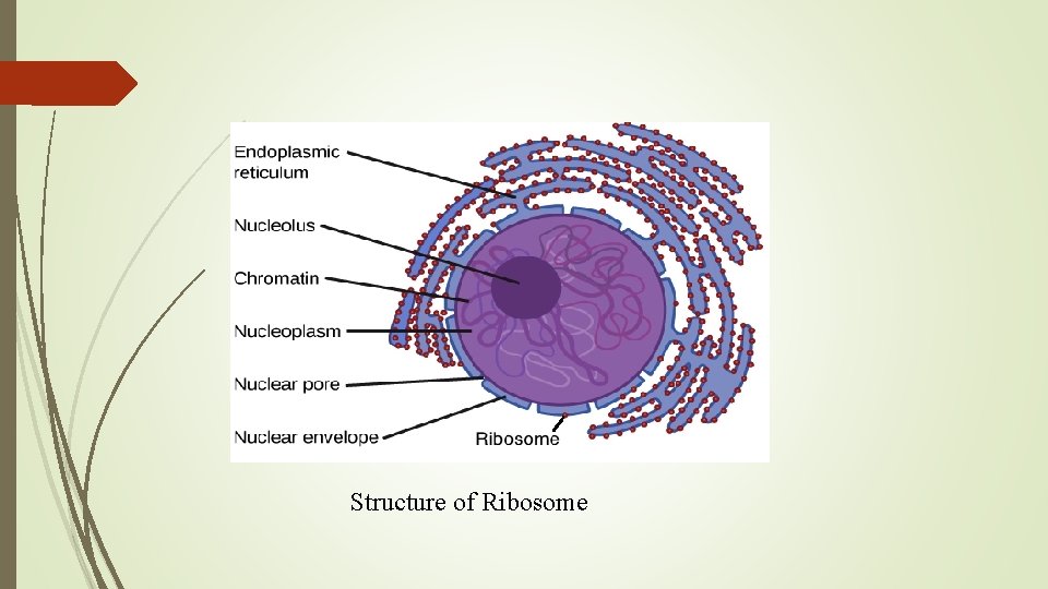 Structure of Ribosome 