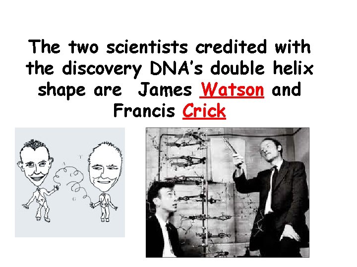 The two scientists credited with the discovery DNA’s double helix shape are James Watson