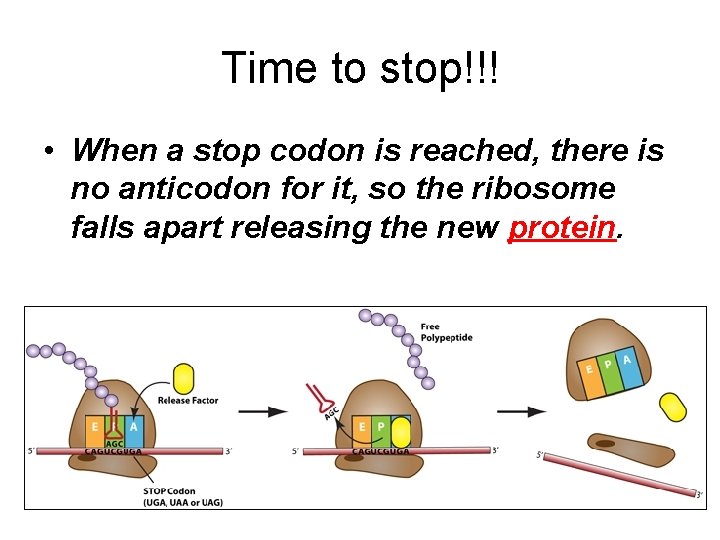 Time to stop!!! • When a stop codon is reached, there is no anticodon