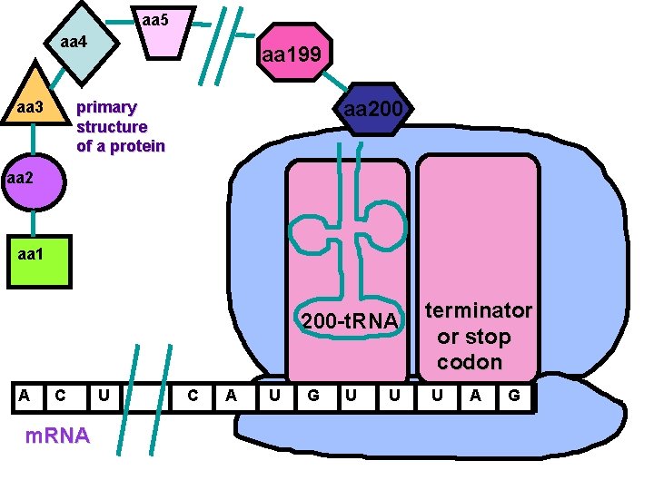 aa 5 aa 4 aa 3 aa 199 aa 200 primary structure of a