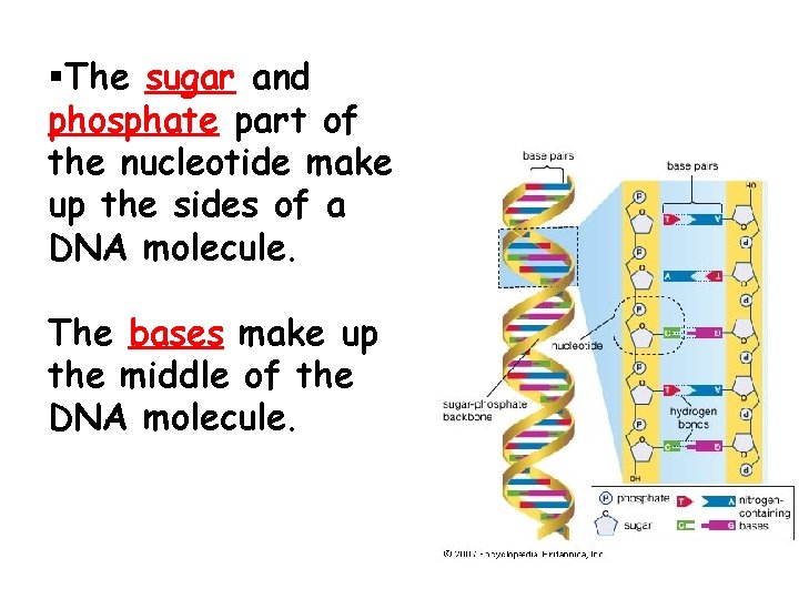 §The sugar and phosphate part of the nucleotide make up the sides of a