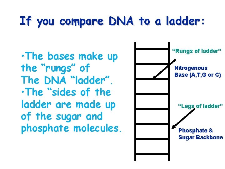 If you compare DNA to a ladder: • The bases make up the “rungs”