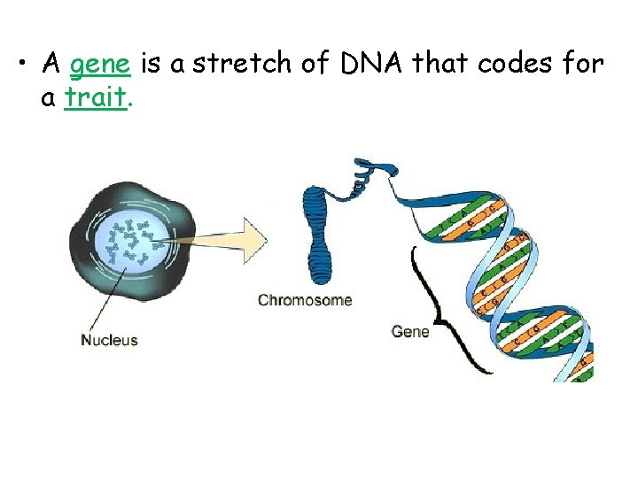  • A gene is a stretch of DNA that codes for a trait.