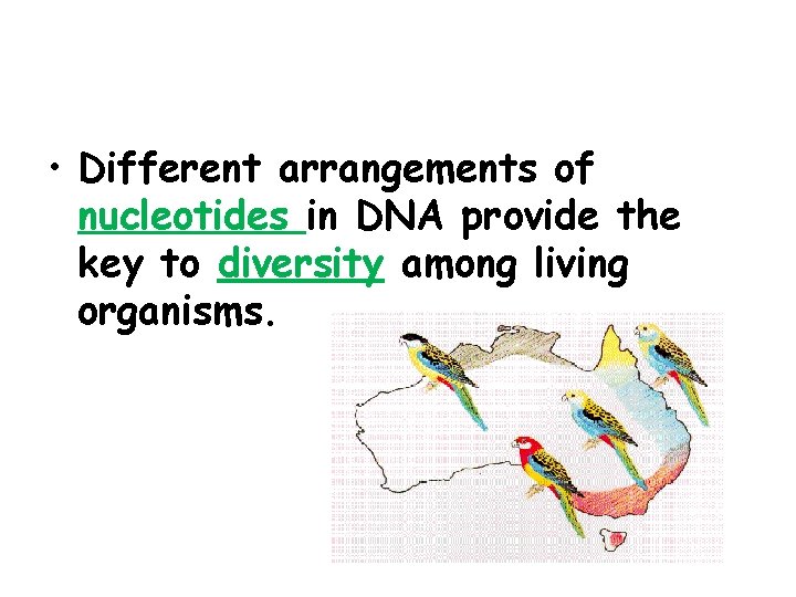  • Different arrangements of nucleotides in DNA provide the key to diversity among