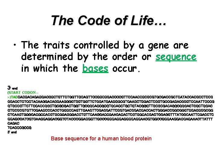 The Code of Life… • The traits controlled by a gene are determined by