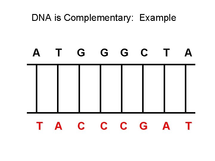 DNA is Complementary: Example A T G G G C T A C C