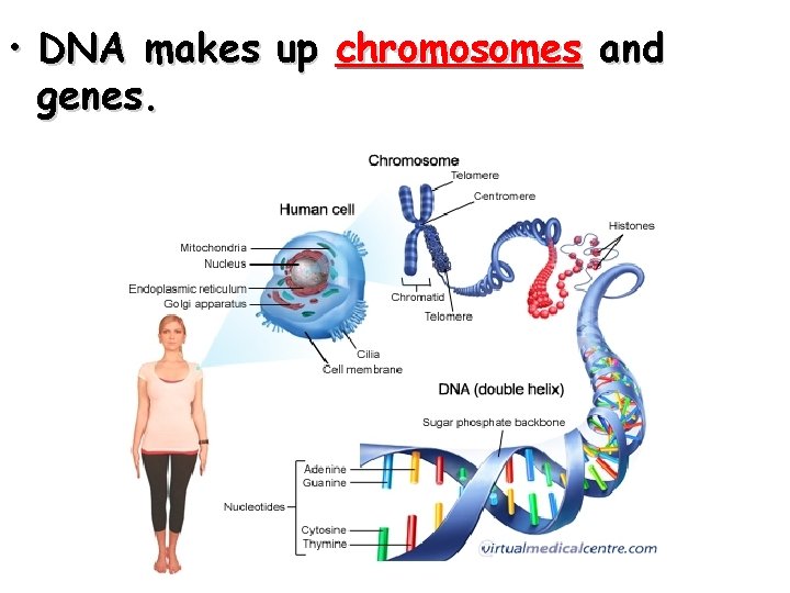  • DNA makes up chromosomes and genes. 