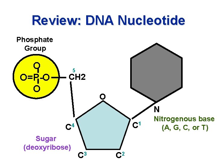 Review: DNA Nucleotide Phosphate Group O O=P-O O 5 CH 2 O N C